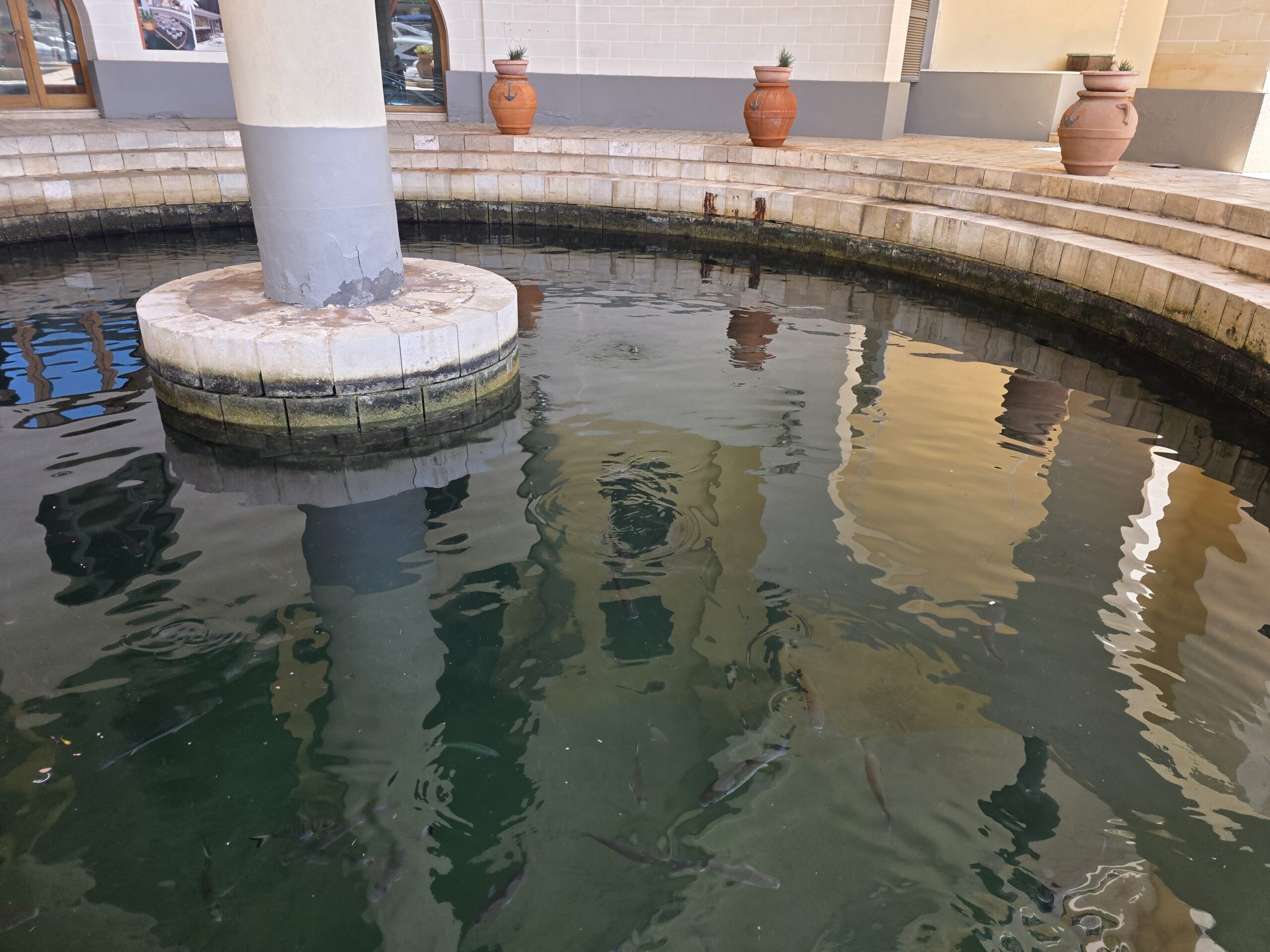 The fish pond near Portomaso Marina - a small but charming detail most visitors miss