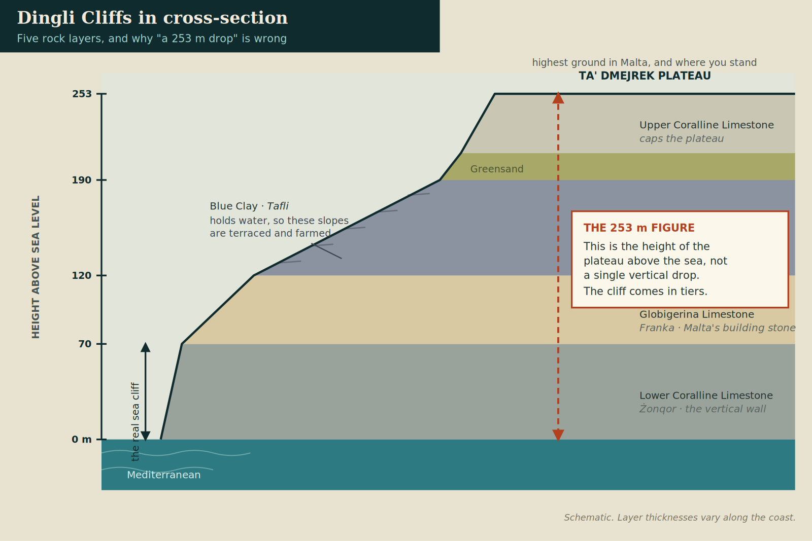 Cross-section diagram of Dingli Cliffs showing five rock layers and explaining that the 253 metre figure is the height of the clifftop plateau above sea level, not a single vertical drop.